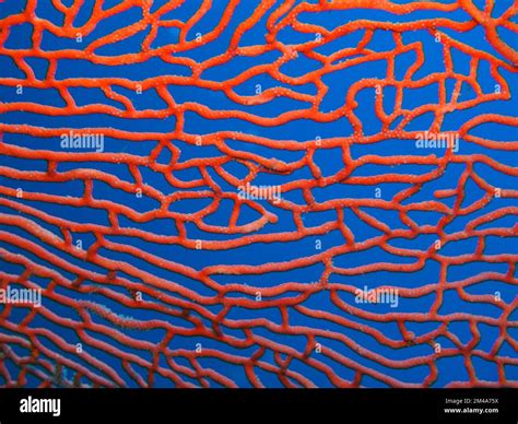 More macro love: turtles and flamboyant cuttlefish Stock Photo - Alamy