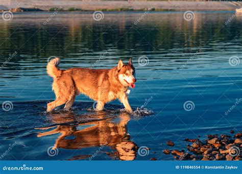 Red Siberian Husky Dog Standing in the Water in the Evening Light ...
