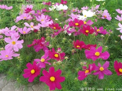 八月必养的5种花，简直太漂亮了！_养花知识 - 花卉网
