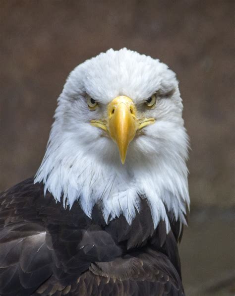 Free Images : nature, wing, wildlife, beak, symbol, usa, america, predator, freedom, fauna, bird ...