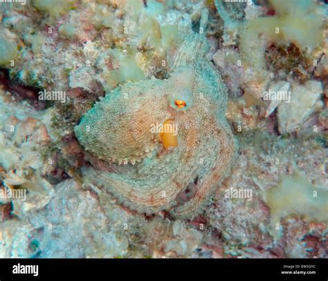 Camouflage Octopuses
