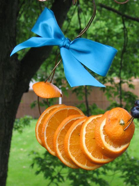 Pin by Connie Beck on I L♥ve birds! | Oriole bird feeders, Backyard ...