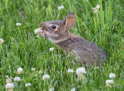 Image result for Flowers Bunnies Can Eat