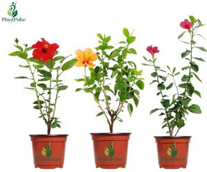 PlantPulse Hibiscus Plant Price in India - Buy PlantPulse Hibiscus ...