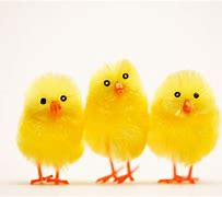 Image result for Easter Chick Photos