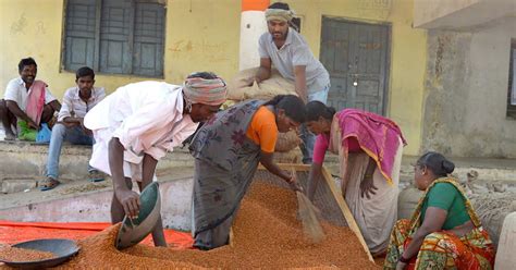 Farmers in Telangana’s tur belt don’t know whether the should grow the ...