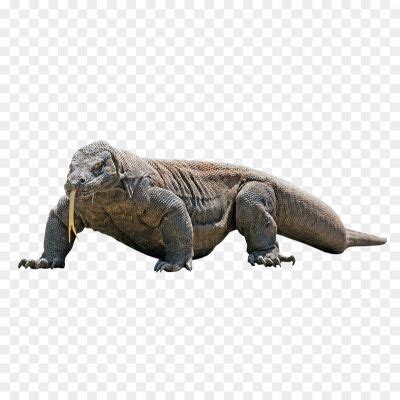 Komodo Dragon PNG Free File Download XXSNYOCG - Pngsource