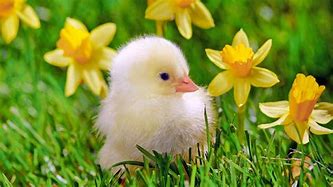 Image result for Spring+Baby+Bunnies