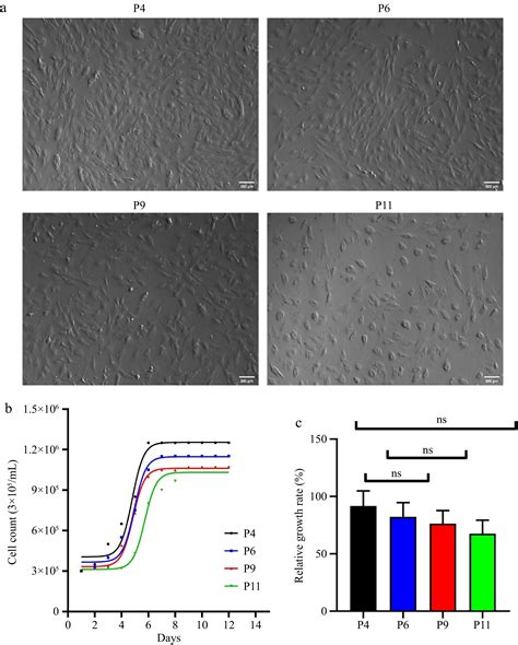 Isolation, characterization, and transcriptome profiling of umbilical ...