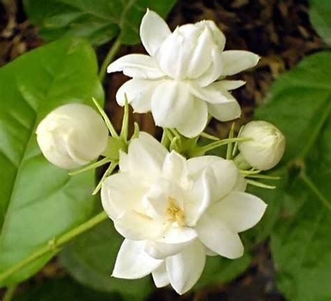 Mogra Fragrance Manufacturer,Mogra Fragrance Exporter & Supplier in ...