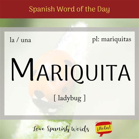 Spanish Word of the Day: Mariquita (ladybug / ladybird) - Love Spanish ...