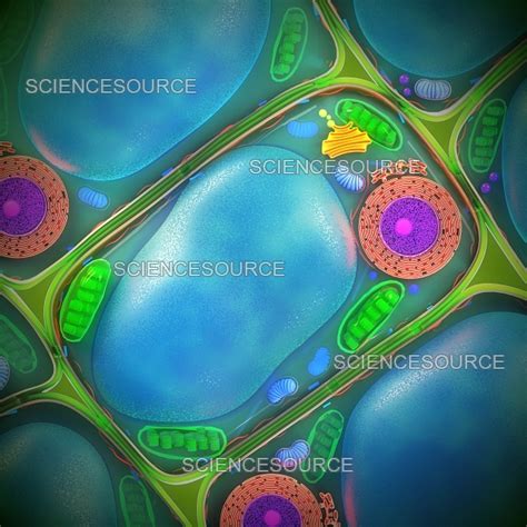 Nature Science Cell 的图像结果
