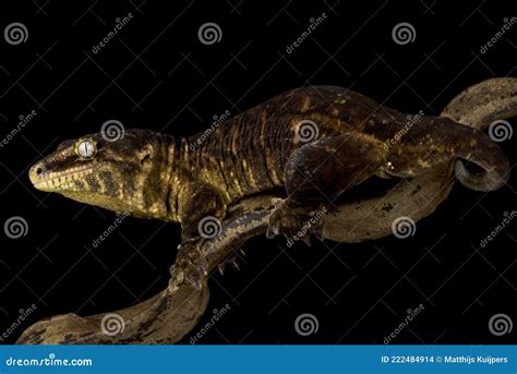 New Caledonian Giant Gecko Rhacodactylus Laechianus Stock Photo ...