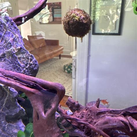 Image result for Java Moss Ball