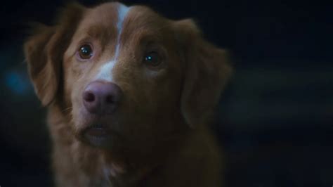 Good Boy Trailer Shows a Horror Movie Through a Dog’s Eyes (& It’s ...
