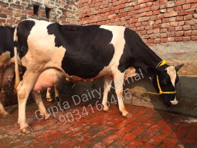 HF Cow/Gupta Dairy