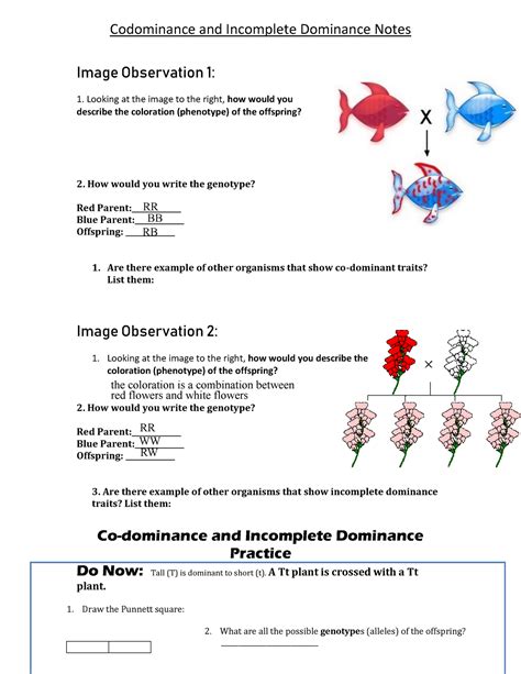 Codominantincomplete Dominance Practice Worksheet Answer Key Fish ...