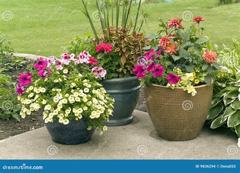 Flower Pots with Blooming Flowers Stock Photo - Image of flowers ...