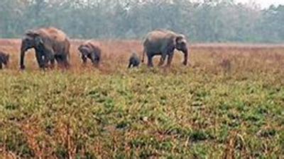 Ctr: At Ctr, ‘bio-fence’ To Stop Jumbos From Raiding Crops | Dehradun ...