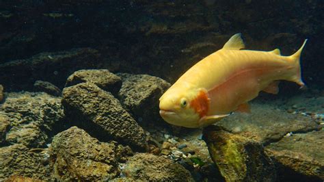 Snakes Of West Virginia