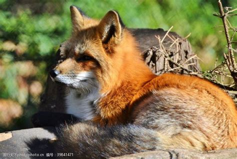 흑여우(黑狐) 이야기 : 네이버 블로그