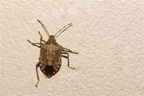 https://pestdude.com/wp-content/uploads/2024/01/stink-bugs.jpg
