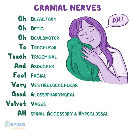 Oh Oh Oh To Touch And Feel Very Good Velvet AH: Cranial Nerves Mnemonic ...