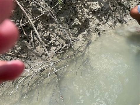 OBSERVATION OF SEAHORSES IN THE COREAU RIVER - All You Need to Know ...