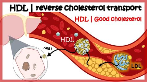 Image result for HDL Components Code