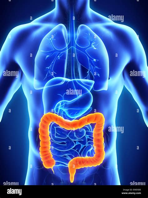 Human Colon Anatomy Stock Photo, Royalty Free Image: 84522620 - Alamy