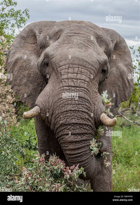Browsing Animals 的图像结果