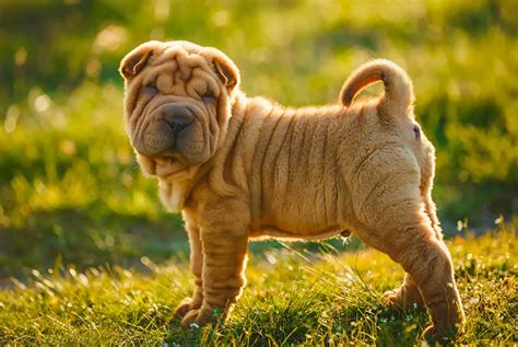 Shar-Pei Cost: The Price Is Sharp, Eh?