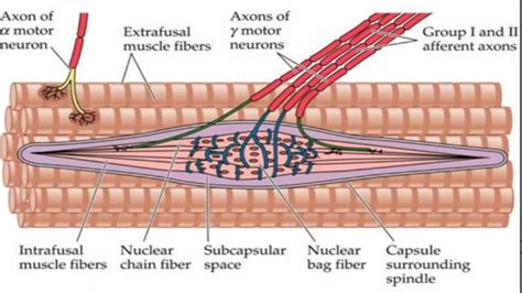 Muscle spindle & Golgi tendon organ | PPTX
