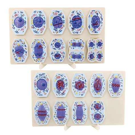 Buy MTTXY Animal and cell mitosis and meiosis, cell structure taxonomy ...