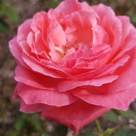 Annual ROSE DAY Festival in Colonial Park (Somerset County), Colonial ...