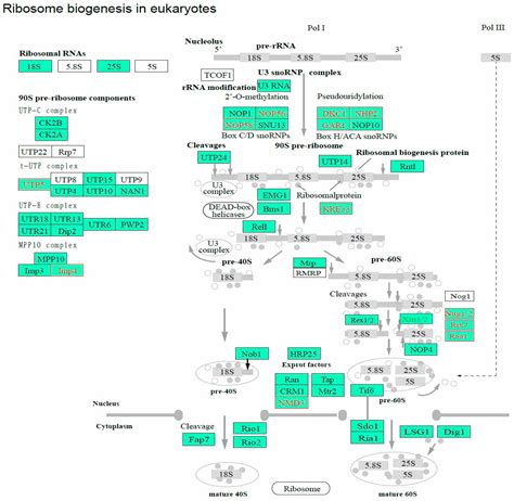 Transcriptional Response of Silkworm (Bombyx mori) Eggs to O2 or HCl ...