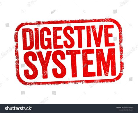 Stomach Pepsin: Over 59 Royalty-Free Licensable Stock Vectors & Vector Art | Shutterstock