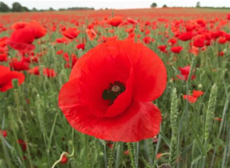 Gif Maniac images animées Coquelicots