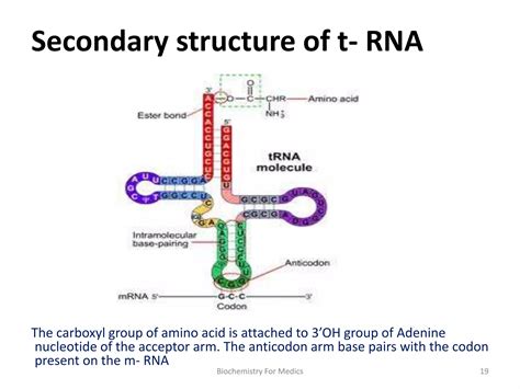 RNA Types 的图像结果