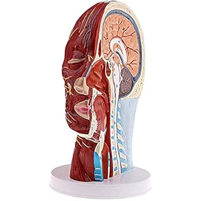 Buy PSVOD Human Anatomical Half Head Face Anatomy Medical Brain Neck ...