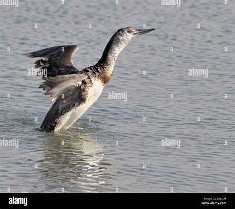 Common loons gavia immer are large hi-res stock photography and images - Alamy