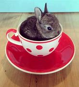 Image result for Green Tea Bunny