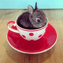 Image result for Tea Cup Bunny Toys 90s Pink