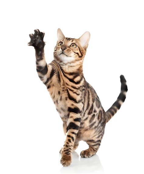 Bengal Cat Pet Placement Program – BUEZA PETS