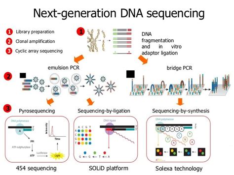 Image result for Solid Sequencing Explained
