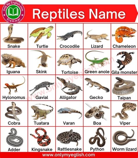 7 types of reptiles