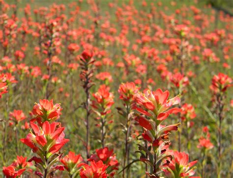 Indian Paintbrush | Indian paintbrush, Flowers, Plants
