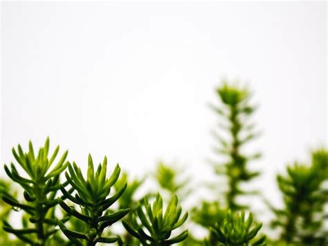 George Irvin Green Funeral Home | Munhall, Pennsylvania | Ever Loved