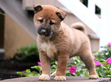 Finding Your Perfect Shiba Inu Puppy Near You