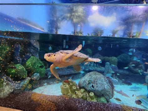 Oklahoma Aquarium, Bixby, OK: Information, Tickets and Reviews